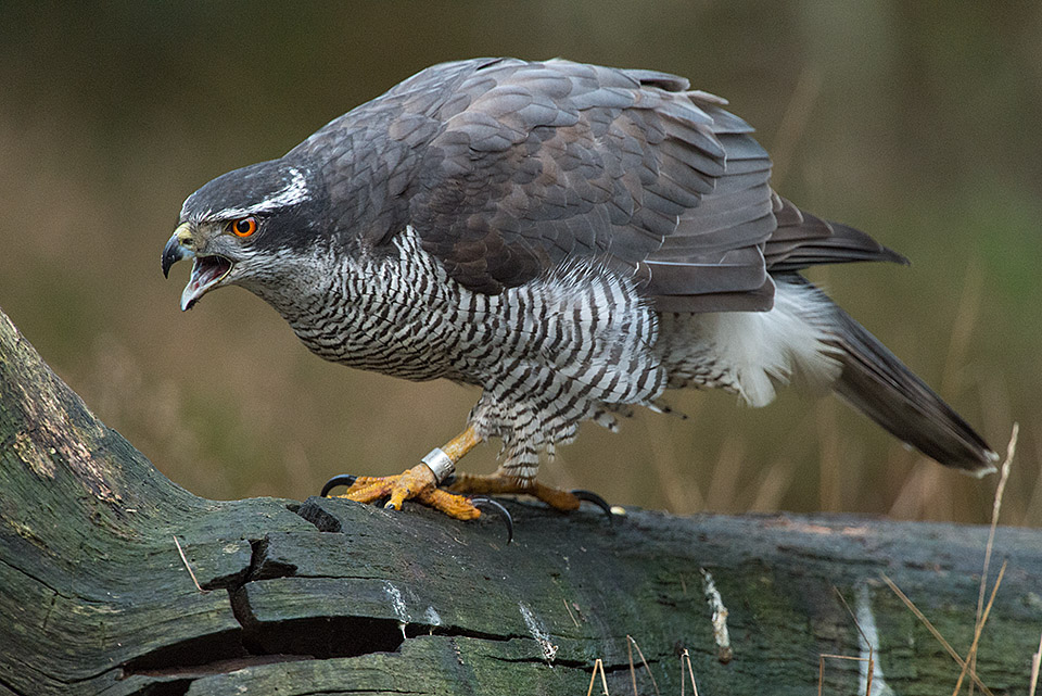 Goshawk